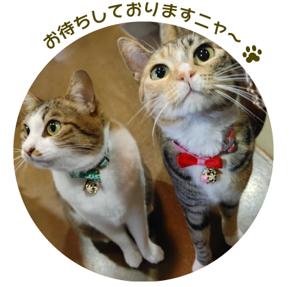 看板ねこ あおちゃんときなちゃん